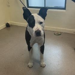 Shelter Stray Male Dog last seen , 361 S Raymond Ave, Pasadena, CA 91105, USA