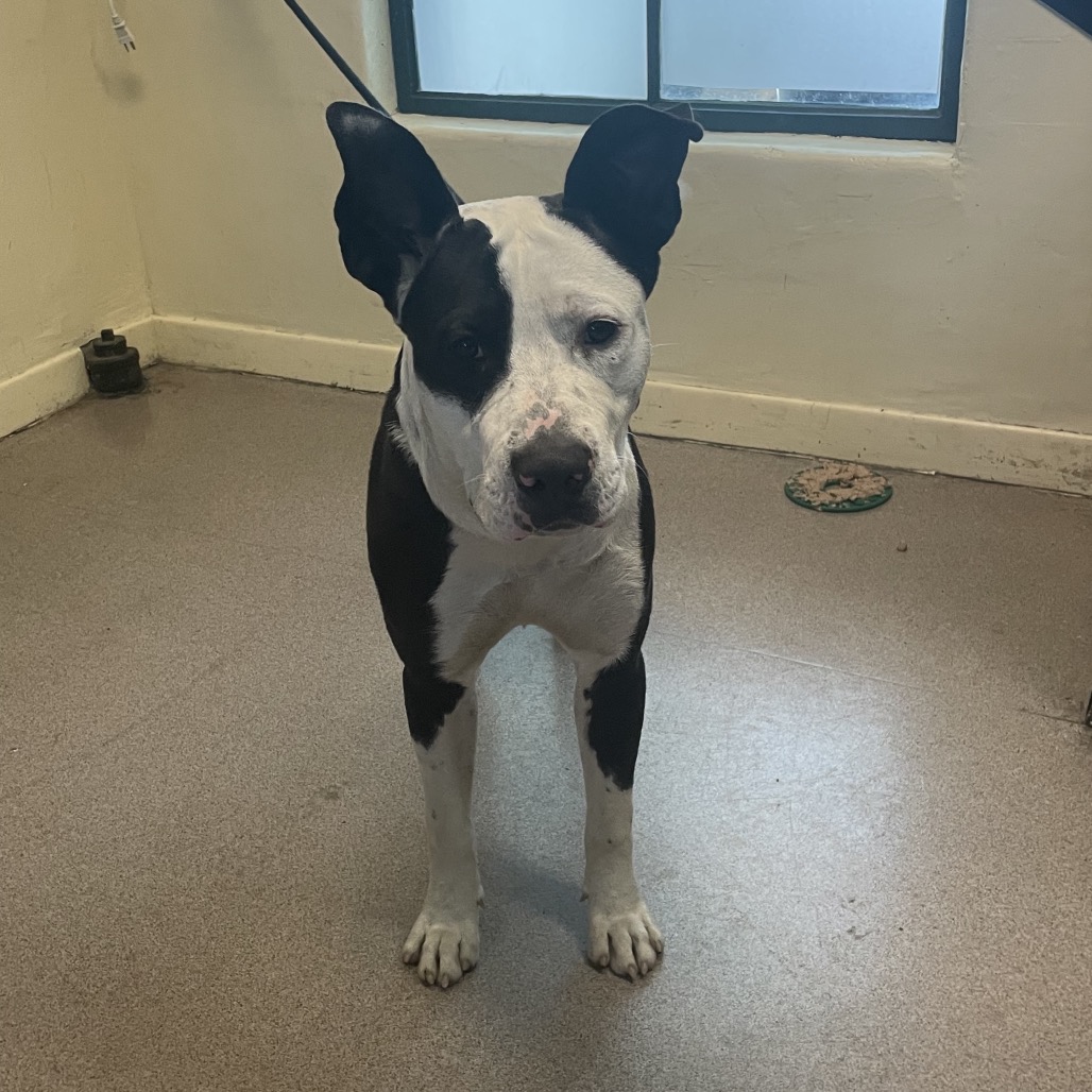 Shelter Stray Male Dog last seen , 361 S Raymond Ave, Pasadena, CA 91105, USA