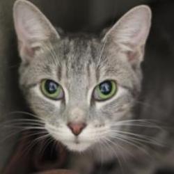 Shelter Stray Female Cat last seen , Animal Care & Control Team of Philly, 111 W Hunting Park Ave, Philadelphia, PA 19140, USA