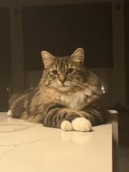 Lost Male Cat last seen Natchez and 39th and Vallacher, Minneapolis, MN 55416