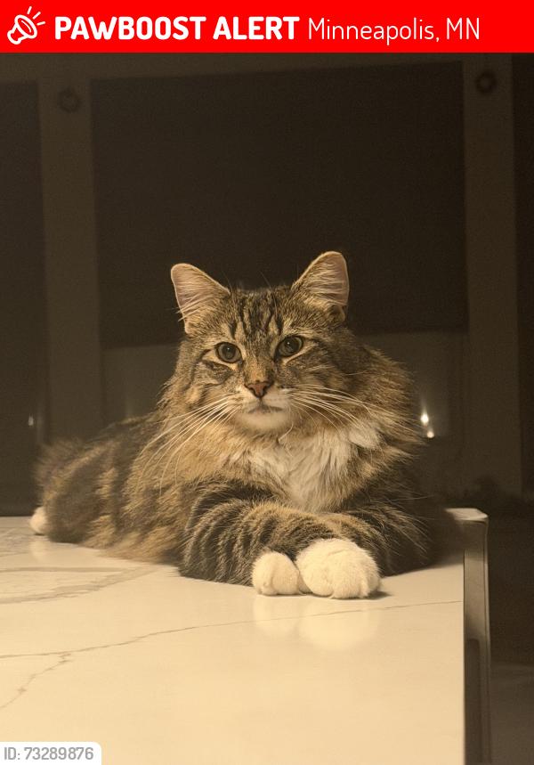 Lost Male Cat last seen Natchez and 39th and Vallacher, Minneapolis, MN 55416