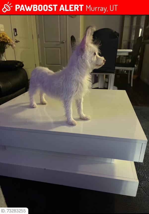Lost Female Dog last seen DI, Murray, UT 84107