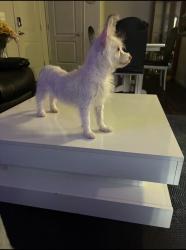 Lost Female Dog last seen DI, Murray, UT 84107