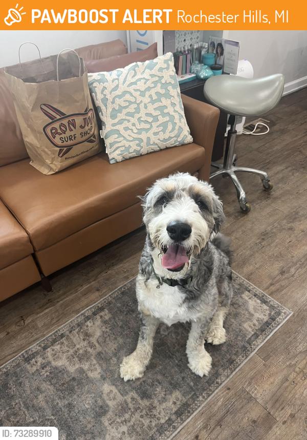 Found/Stray Male Dog last seen Walto and Livernois, Rochester Hills, MI 48307