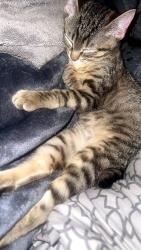 Lost Female Cat last seen Corning, CA, Corning, CA 96021