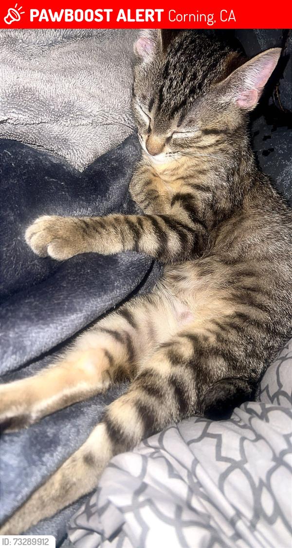 Lost Female Cat last seen Corning, CA, Corning, CA 96021