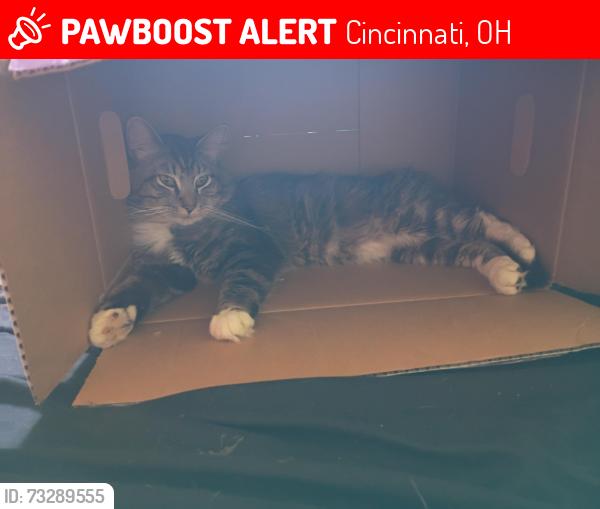 Lost Male Cat last seen Westwood, Harrison avenue,, Cincinnati, OH 45211