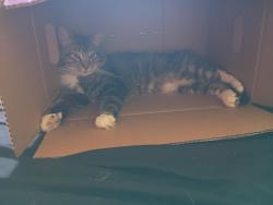 Lost Male Cat last seen Westwood, Harrison avenue,, Cincinnati, OH 45211
