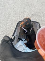 Reunited Female Dog last seen Matlock and Eden, Arlington, TX 76002