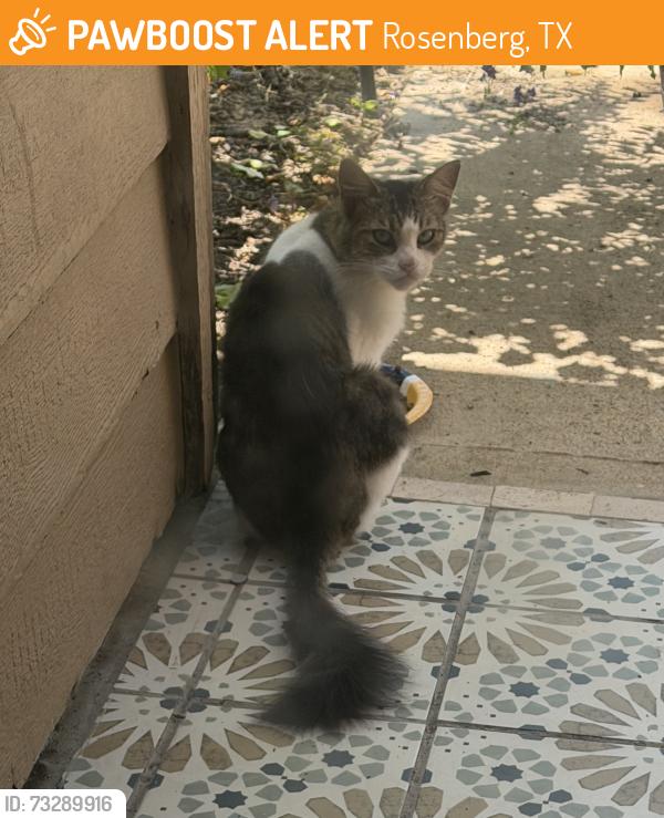 Found/Stray Unknown Cat last seen 2218&JMeyer, Rosenberg, TX 77469