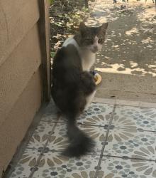 Found/Stray Unknown Cat last seen 2218&JMeyer, Rosenberg, TX 77469