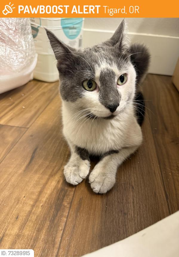 Found/Stray Male Cat last seen Bridgeport Village, Tigard, OR 97224