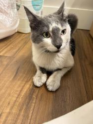 Found/Stray Male Cat last seen Bridgeport Village, Tigard, OR 97224