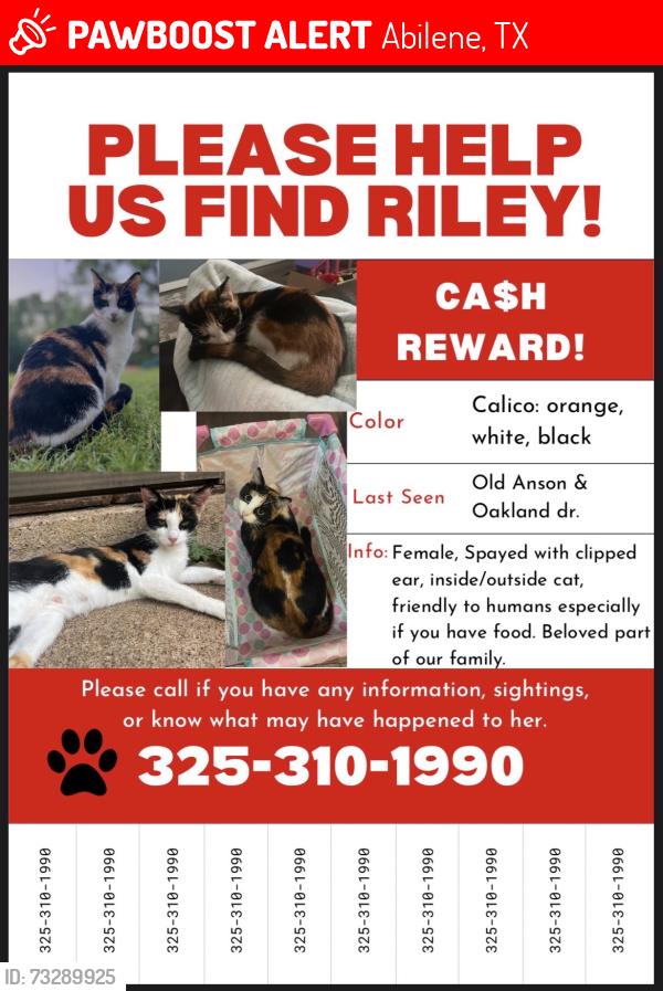 Lost Female Cat last seen Old anson & oakland dr, Abilene, TX 79603