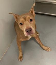 Shelter Stray Female Dog last seen Midwest City, 8485 E Reno Ave, Midwest City, OK 73110, USA