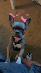Reunited Female Dog last seen Shields, Youngstown, OH 44512