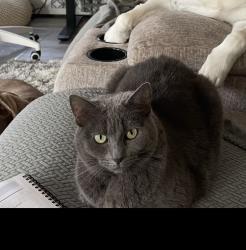 Lost Female Cat last seen Last seen between E River Rd Uhaul and 184 E River Rd Skowhegan, Skowhegan, ME 04976
