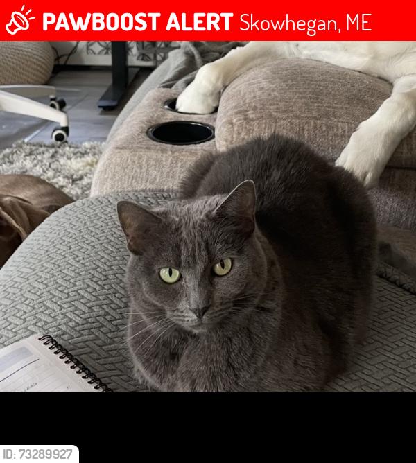 Lost Female Cat last seen Last seen between E River Rd Uhaul and 184 E River Rd Skowhegan, Skowhegan, ME 04976