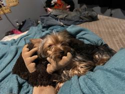 Lost Female Dog last seen S Walton Ave, Mesa Verde, Yuba City, CA 95993