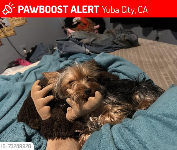 Lost Female Dog last seen S Walton Ave, Mesa Verde, Yuba City, CA 95993
