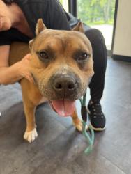 Found/Stray Male Dog last seen Bluff & Countyline, Greenwood, IN 46142