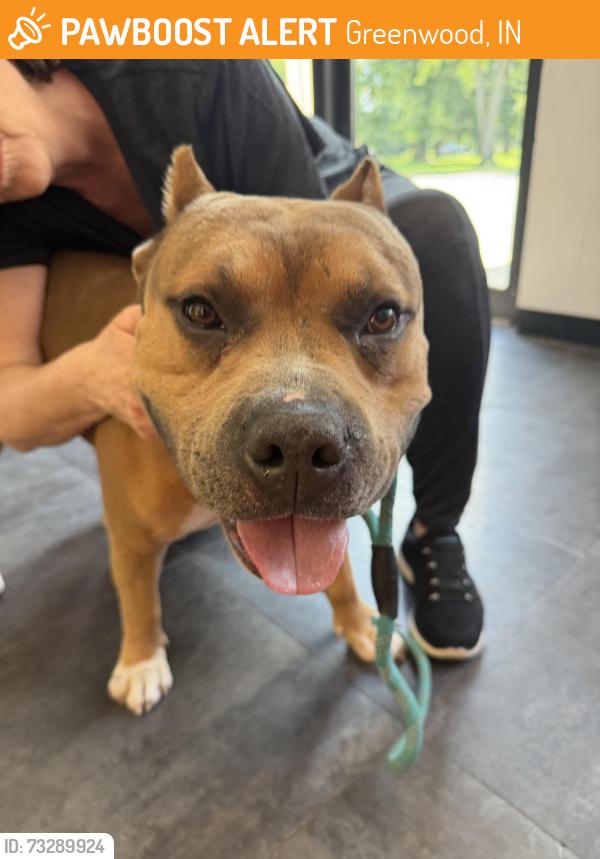 Found/Stray Male Dog last seen Bluff & Countyline, Greenwood, IN 46142