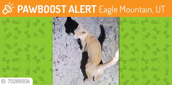 Found/Stray Unknown Cat last seen Lk Cor Dr & Brook Ridge, Eagle Mountain, UT 84005