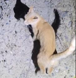 Found/Stray Unknown Cat last seen Lk Cor Dr & Brook Ridge, Eagle Mountain, UT 84005