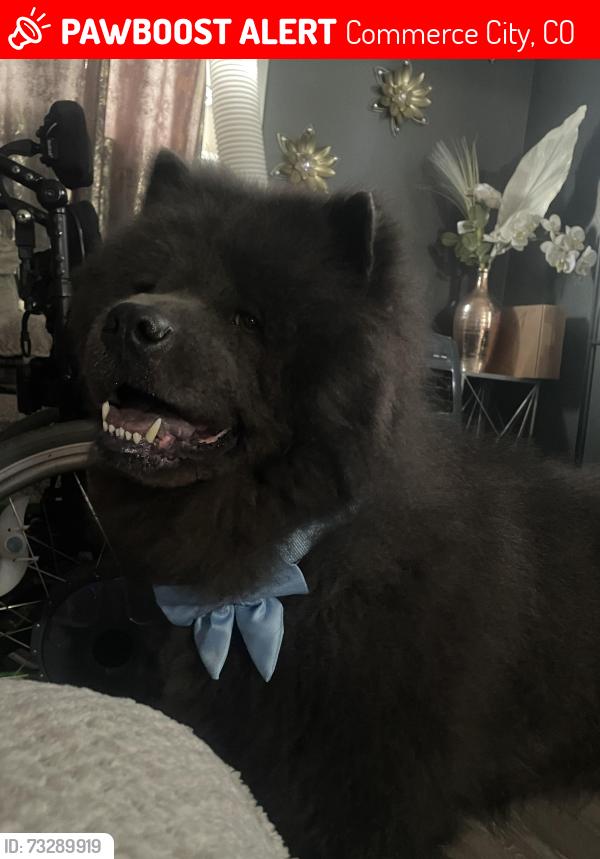 Lost Male Dog last seen Bellaire St, Commerce City, CO 80022