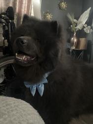 Lost Male Dog last seen Bellaire St, Commerce City, CO 80022