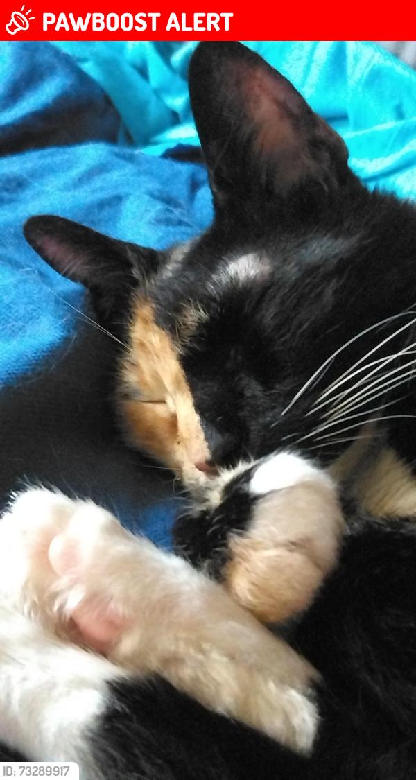 Lost Female Cat last seen BJ's and Kirkwood hwy, New Castle County, DE 19805