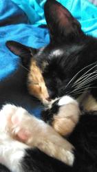Lost Female Cat last seen BJ's and Kirkwood hwy, New Castle County, DE 19805