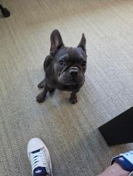 Found/Stray Female Dog last seen Barrel Strap rd, Denton, TX 76210