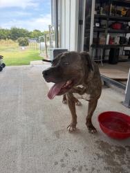 Reunited Male Dog last seen Near FM982, Princeton, TX 75407, USA, Princeton, TX 75407