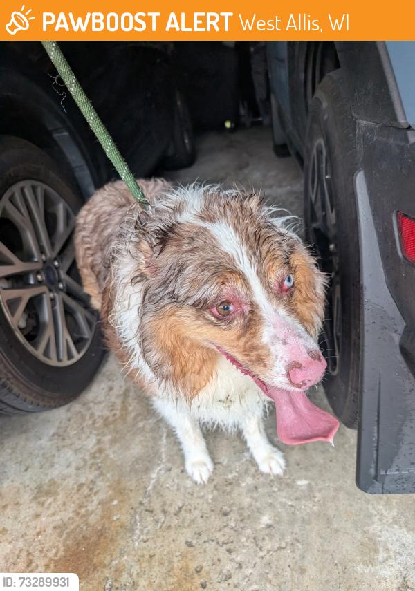 Found/Stray Female Dog last seen Washington and 123rd, West Allis, WI 53214