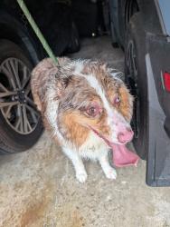 Found/Stray Female Dog last seen Washington and 123rd, West Allis, WI 53214