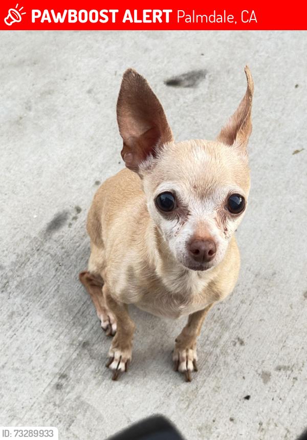 Lost Female Dog last seen Near Stanridge Ave Palmdale, CA 93550 United States, Palmdale, CA 93550
