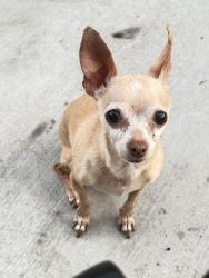 Lost Female Dog last seen Near Stanridge Ave Palmdale, CA 93550 United States, Palmdale, CA 93550