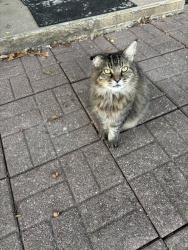 Lost Male Cat last seen Springfield Dr or st route 159, Edwardsville, IL 62025
