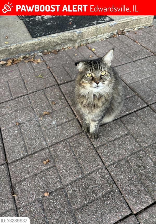 Lost Male Cat last seen Springfield Dr or st route 159, Edwardsville, IL 62025