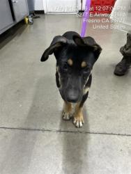 Shelter Stray Male Dog last seen Near BLOCK S RICHELLE AVE, FRESNO CA 93725 4036, 5277 E Airways Blvd, Fresno, CA 93727, USA