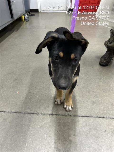 Shelter Stray Male Dog last seen Near BLOCK S RICHELLE AVE, FRESNO CA 93725 4036, 5277 E Airways Blvd, Fresno, CA 93727, USA