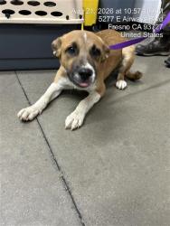 Shelter Stray Male Dog last seen Near BLOCK N FIRST ST, FRESNO CA 93726 4312, 5277 E Airways Blvd, Fresno, CA 93727, USA