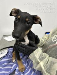 Shelter Stray Female Dog last seen Near BLOCK E OLIVE AVE, FRESNO CA 93728, 5277 E Airways Blvd, Fresno, CA 93727, USA