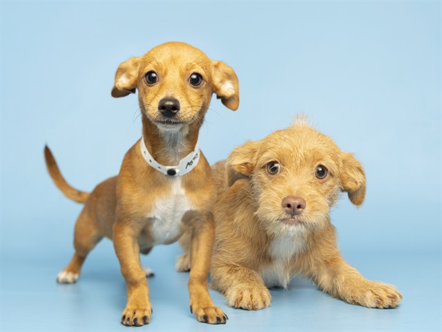 Shelter Stray Female Dog last seen N 19TH ST AND E MONROE ST, 5501 E Van Buren St, Phoenix, AZ 85008, USA