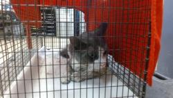 Shelter Stray Male Cat last seen EXIT 24 ON TURNPIKE, 3599 NW 79th Ave, Doral, FL 33122, USA