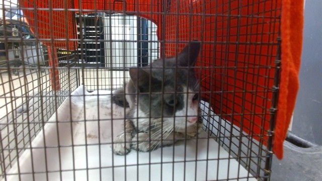 Shelter Stray Male Cat last seen EXIT 24 ON TURNPIKE, 3599 NW 79th Ave, Doral, FL 33122, USA