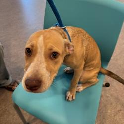 Shelter Stray Female Dog last seen MAPLEWOOD COMMONS / HANLEY, 1705 S Hanley Rd, Brentwood, MO 63144, USA
