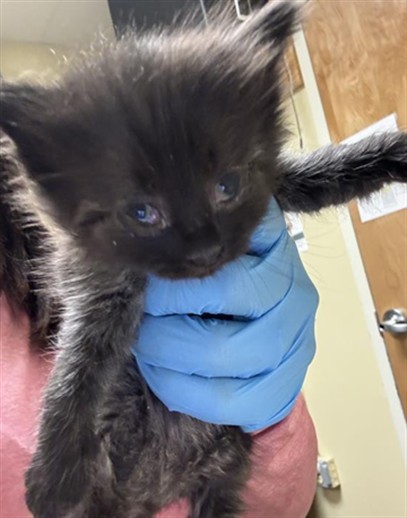 Shelter Stray Female Cat last seen ARCADE BLVD & COLFAX ST, 2127 Front St, Sacramento, CA 95818, USA
