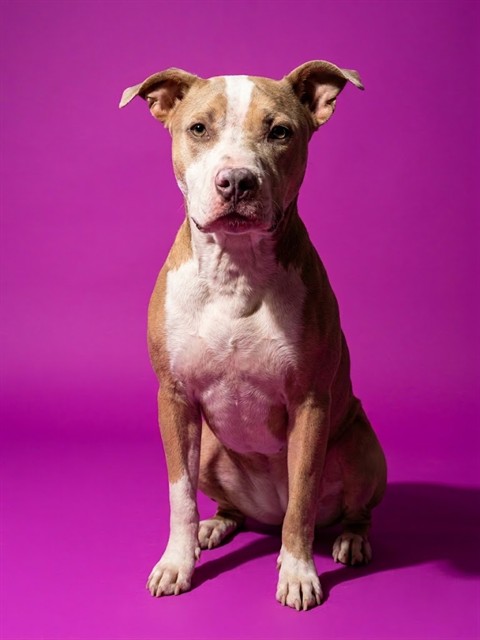 Shelter Stray Female Dog last seen IRIS RUTH LANE, 2020 Forest St, Jacksonville, FL 32204, USA